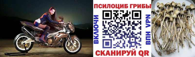 Галлюциногенные грибы мицелий  Сибай 